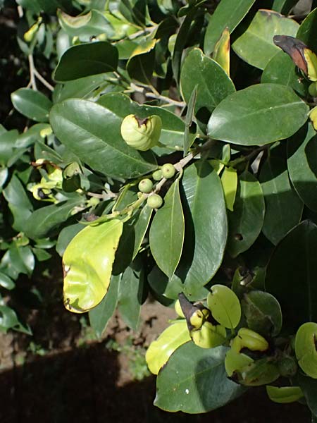 Ficus microcarpa ? \ Lorbeer-Feige, Chinesische Feige, Kos  11.4.2026