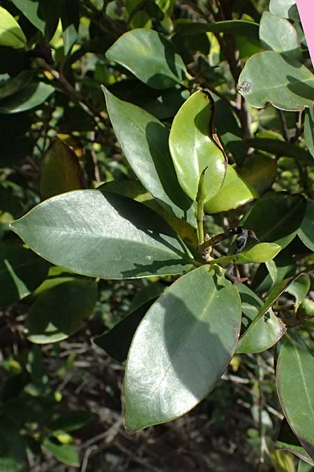 Ficus microcarpa ? \ Lorbeer-Feige, Chinesische Feige, Kos  11.4.2026