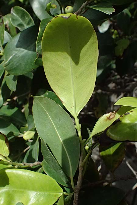Ficus microcarpa ? \ Lorbeer-Feige, Chinesische Feige, Kos  11.4.2026