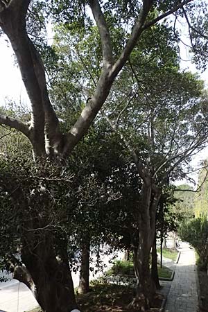 Ficus microcarpa ? \ Lorbeer-Feige, Chinesische Feige, Kos  11.4.2026