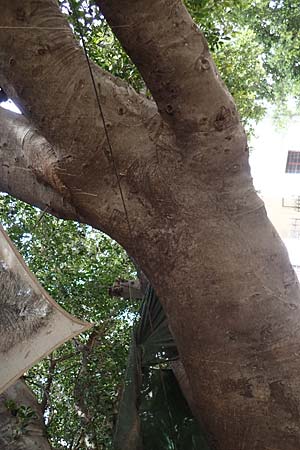 Ficus microcarpa ? \ Lorbeer-Feige, Chinesische Feige, Kos  11.4.2026