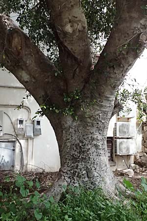 Ficus microcarpa ? \ Lorbeer-Feige, Chinesische Feige, Kos  11.4.2026