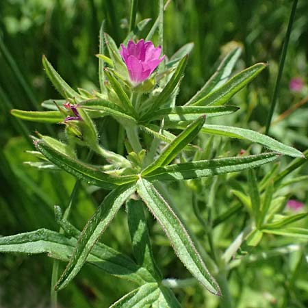 Geranium dissectum \ Schlitzbl�ttriger Storchschnabel / Cut-Leaved Crane's-Bill, Kos Salt-Lake Alikes 9.4.2026