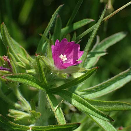 Geranium dissectum \ Schlitzbl�ttriger Storchschnabel / Cut-Leaved Crane's-Bill, Kos Salt-Lake Alikes 9.4.2026