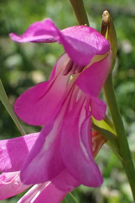 Gladiolus illyricus \ Illyrische Siegwurz / Wild Gladiolus, Kos Kephalos 8.4.2026