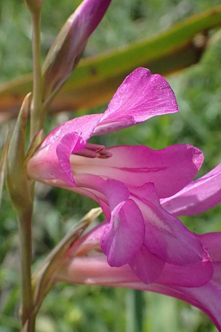 Gladiolus illyricus \ Illyrische Siegwurz / Wild Gladiolus, Kos Kephalos 8.4.2026