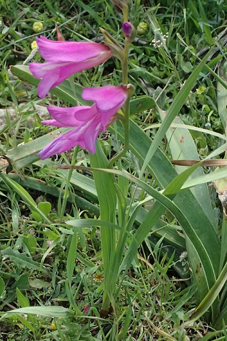 Gladiolus illyricus \ Illyrische Siegwurz / Wild Gladiolus, Kos Kephalos 8.4.2026