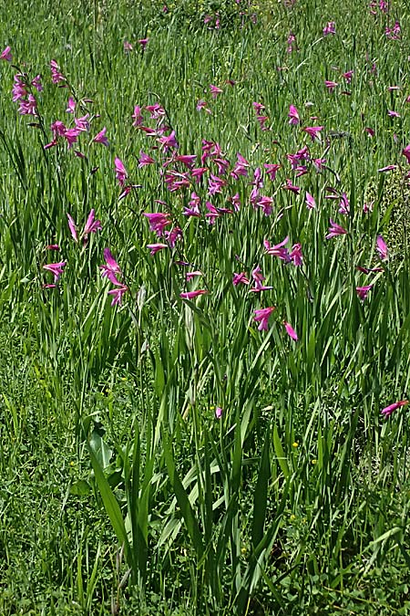 Gladiolus illyricus \ Illyrische Siegwurz / Wild Gladiolus, Kos Kephalos 8.4.2026