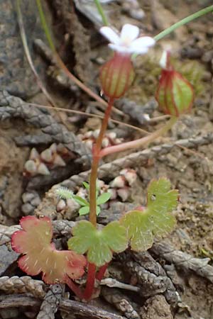 Geranium lucidum \ Gl�nzender Storchschnabel / Shining Crane's-Bill, Kos Dikeos 14.4.2026