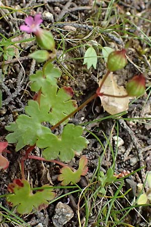Geranium lucidum \ Gl�nzender Storchschnabel / Shining Crane's-Bill, Kos Dikeos 14.4.2026