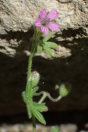 Geranium molle \ Weicher Storchschnabel / Dove-Foot Crane's-Bill, Kos Kephalos 8.4.2026