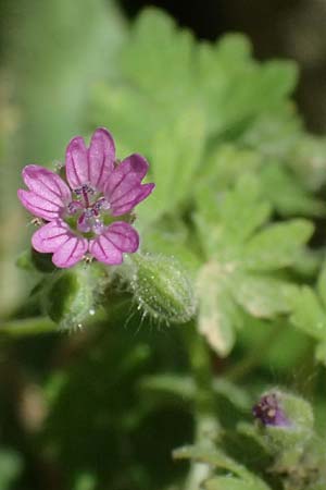 Geranium molle \ Weicher Storchschnabel / Dove-Foot Crane's-Bill, Kos Kephalos 8.4.2026