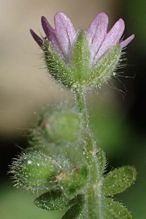 Geranium molle \ Weicher Storchschnabel / Dove-Foot Crane's-Bill, Kos Kephalos 8.4.2026