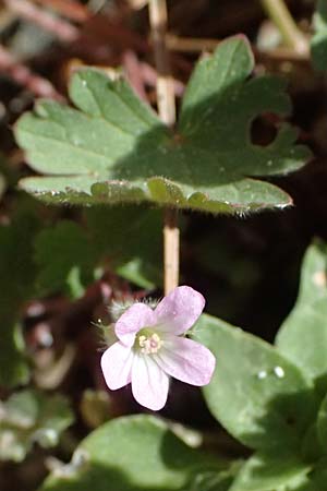 Geranium rotundifolium \ Rundbl�ttriger Storchschnabel / Round-Leaved Crane's-Bill, Kos Kephalos 8.4.2026