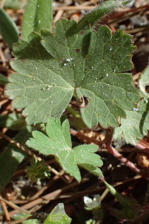 Geranium rotundifolium \ Rundbl�ttriger Storchschnabel / Round-Leaved Crane's-Bill, Kos Kephalos 8.4.2026