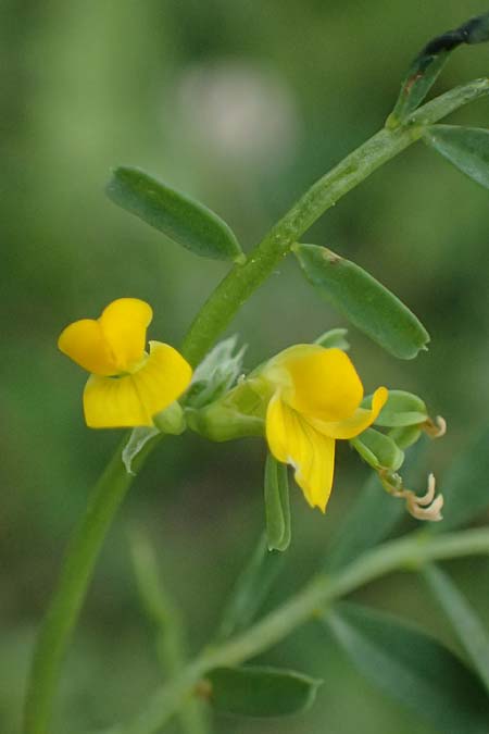 Hippocrepis biflora \ Zweibl&uuml;tiger Hufeisenklee / Two-Flowered Horseshoe Vetch, Kos Agios Fokas 15.4.2026