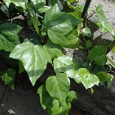 Hedera colchica / Georgian Ivy, Kos  11.4.2026