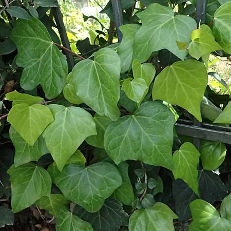 Hedera colchica / Georgian Ivy, Kos  11.4.2026