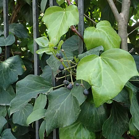 Hedera colchica / Georgian Ivy, Kos  11.4.2026