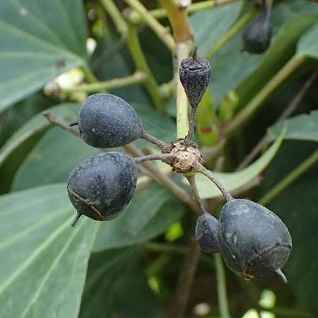 Hedera colchica / Georgian Ivy, Kos  11.4.2026