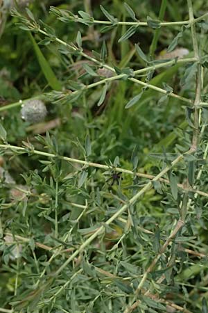 Hypericum triquetrifolium \ Krausbl�ttriges Johanniskraut / Wavyleaf St. John's-Wort, Tangled Hypericum, Kos  11.4.2026