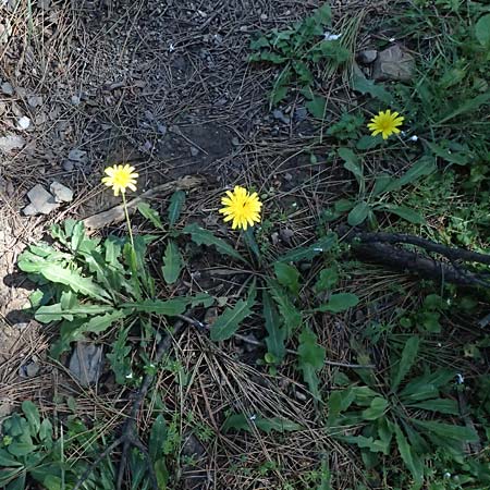 Hypochaeris radicata \ Gew�hnliches Ferkelkraut / Common Cat's-Ear, Kos Agios Nektarios 10.4.2026