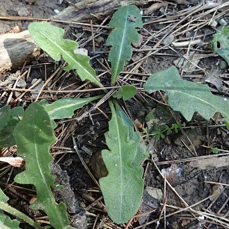 Hypochaeris radicata \ Gew�hnliches Ferkelkraut / Common Cat's-Ear, Kos Agios Nektarios 10.4.2026