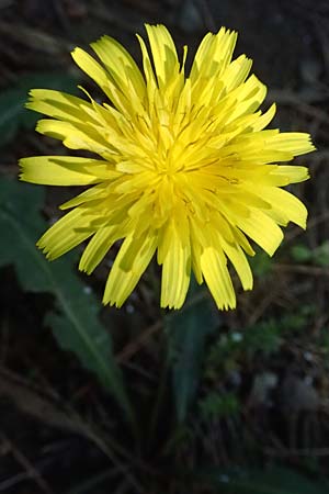 Hypochaeris radicata \ Gew�hnliches Ferkelkraut / Common Cat's-Ear, Kos Agios Nektarios 10.4.2026