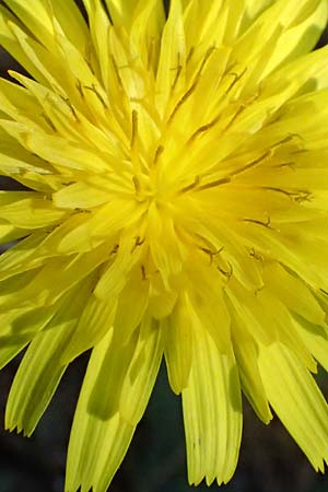 Hypochaeris radicata \ Gew�hnliches Ferkelkraut / Common Cat's-Ear, Kos Agios Nektarios 10.4.2026