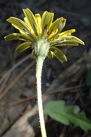 Hypochaeris radicata \ Gew�hnliches Ferkelkraut / Common Cat's-Ear, Kos Agios Nektarios 10.4.2026