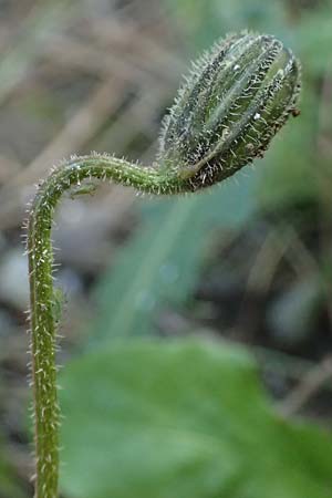 Hypochaeris radicata \ Gew�hnliches Ferkelkraut / Common Cat's-Ear, Kos Agios Nektarios 10.4.2026