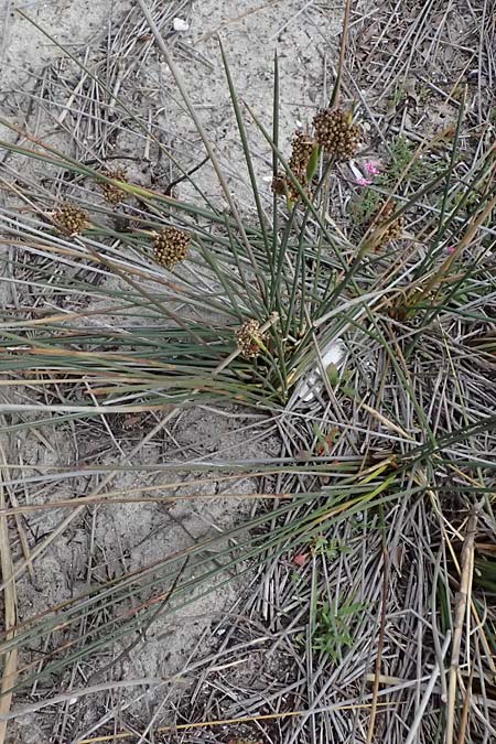 Juncus acutus \ Stechende Binse / Spiny Rush, Kos Salt-Lake Alikes 9.4.2026
