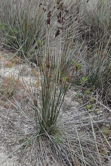 Juncus acutus \ Stechende Binse / Spiny Rush, Kos Salt-Lake Alikes 9.4.2026