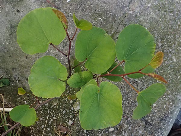 Cercis siliquastrum \ Judasbaum, Kos  8.4.2026