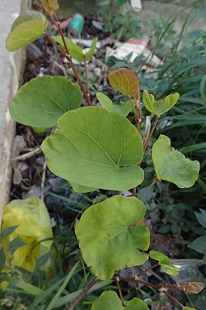 Cercis siliquastrum \ Judasbaum, Kos  8.4.2026