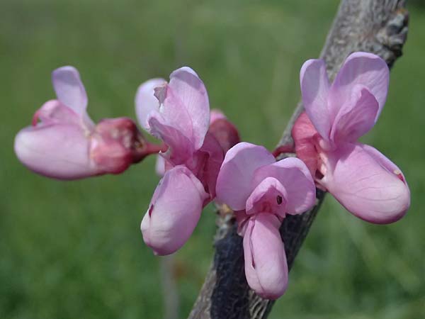 Cercis siliquastrum \ Judasbaum / Judas Tree, Kos  10.4.2026