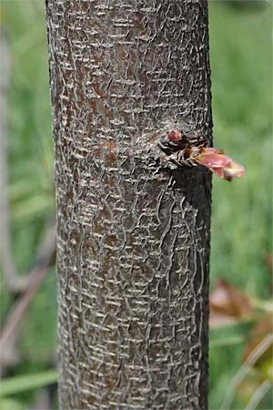 Cercis siliquastrum \ Judasbaum / Judas Tree, Kos  10.4.2026