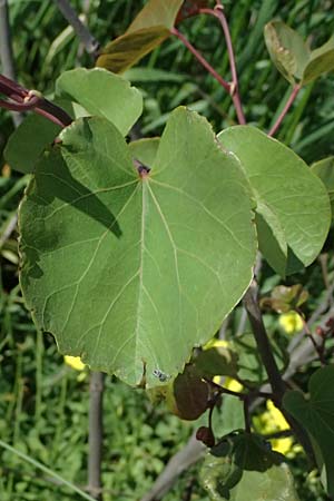 Cercis siliquastrum \ Judasbaum / Judas Tree, Kos  10.4.2026