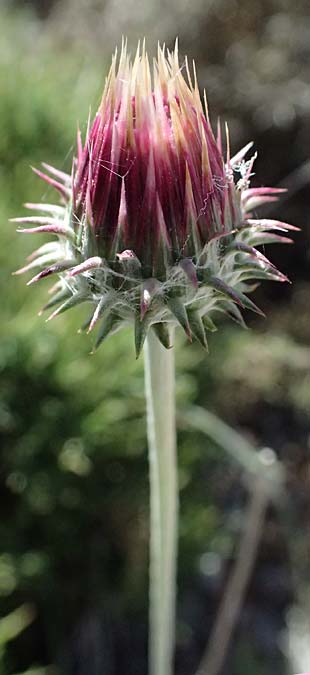 Jurinea consanguinea \ Scharlachrote Silberscharte / Scarlet Jurinea, Kos Kephalos 8.4.2026