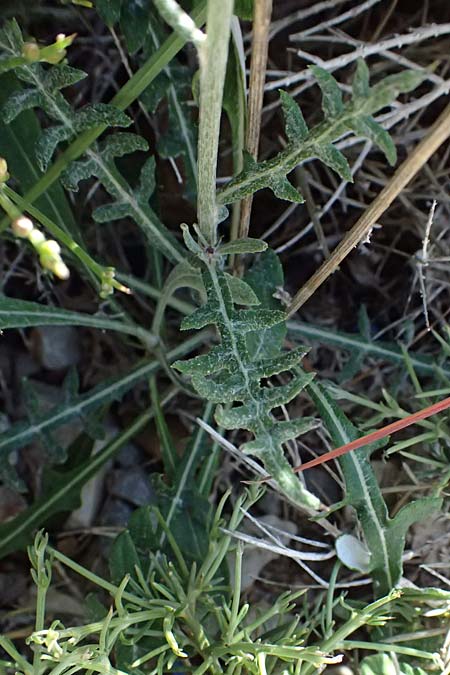 Jurinea consanguinea \ Scharlachrote Silberscharte / Scarlet Jurinea, Kos Kephalos 8.4.2026