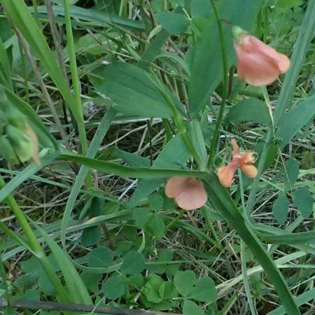 Lathyrus hierosolymitanus \ Jerusalem-Platterbse / Jerusalem Vetchling, Kos Zipari 9.4.2026