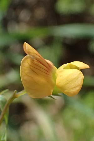 Lathyrus annuus \ Einj&auml;hrige Platterbse / Fodder Pea, Kos Kephalos 8.4.2026