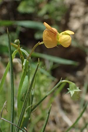 Lathyrus annuus \ Einj&auml;hrige Platterbse / Fodder Pea, Kos Kephalos 8.4.2026