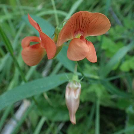 Lathyrus hierosolymitanus \ Jerusalem-Platterbse / Jerusalem Vetchling, Kos Zipari 9.4.2026