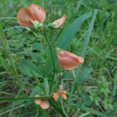 Lathyrus hierosolymitanus \ Jerusalem-Platterbse / Jerusalem Vetchling, Kos Zipari 9.4.2026