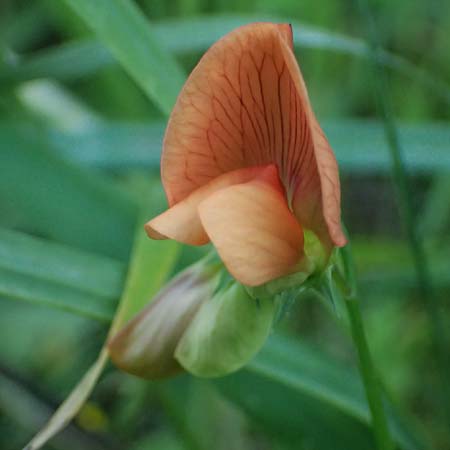 Lathyrus hierosolymitanus \ Jerusalem-Platterbse / Jerusalem Vetchling, Kos Zipari 9.4.2026
