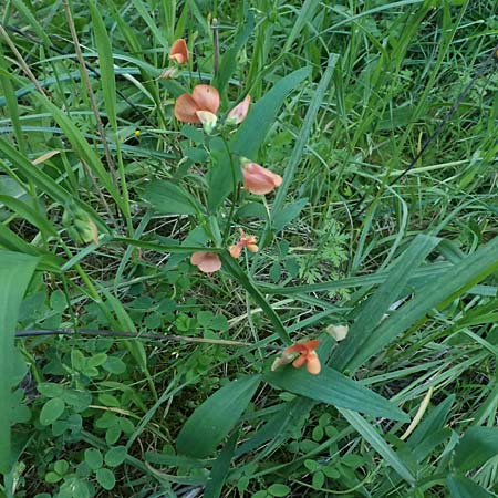 Lathyrus hierosolymitanus \ Jerusalem-Platterbse / Jerusalem Vetchling, Kos Zipari 9.4.2026