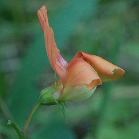 Lathyrus hierosolymitanus \ Jerusalem-Platterbse / Jerusalem Vetchling, Kos Zipari 9.4.2026