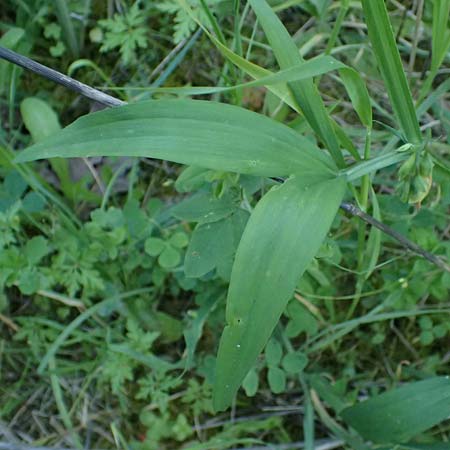 Lathyrus hierosolymitanus \ Jerusalem-Platterbse / Jerusalem Vetchling, Kos Zipari 9.4.2026