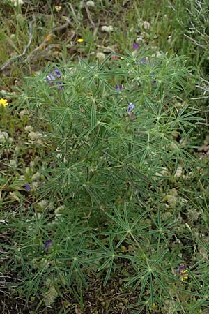 Lupinus angustifolius \ Schmalbl&auml;ttrige Lupine / Narrow-Leaved Lupin, Kos Psalidi 15.4.2026